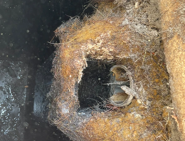 A close-up image showing a heavily clogged drainpipe filled with dense roots and debris. The texture appears rough and tangled, conveying neglect.
